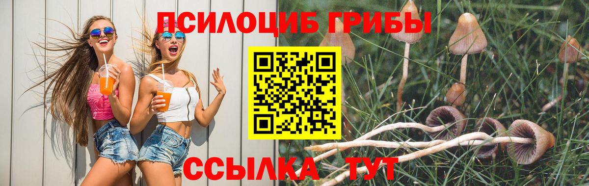 Галлюциногенные грибы Psilocybe  Вход с VPN  Гатчина 